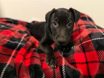 Tori puppy - Tali -  Dutch Shepherd Dog for Adoption in Glendale, Arizona - Tori Puppy - Tali | PetCurious