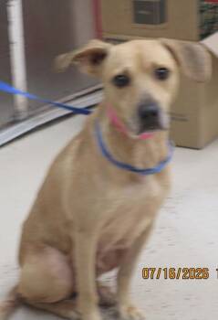 Fiona(83) -  Terrier Dog for Adoption in Marietta, Georgia - Fiona(83) | PetCurious