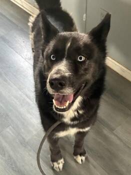 Harald -  Siberian Husky and Mixed Breed Dog for Adoption in West Memphis, Arkansas - Harald | PetCurious