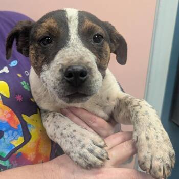 Mixed Breed Dogs Available for Adoption - One Direction | PetCurious