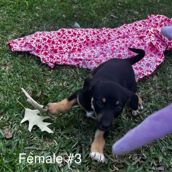 Female pup #3 -  Mixed Breed and Rat Terrier Dog Available for Adoption in Oakdale, Louisiana - Female Pup #3 | PetCurious