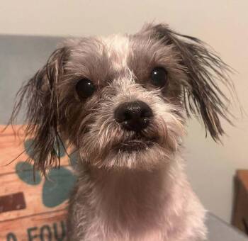 Benny -  Maltese and Mixed Breed Dog Available for Adoption in Acworth, Georgia - Benny | PetCurious