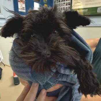 Steve -  Miniature Schnauzer Dog for Adoption in Eureka Springs, Arkansas - Steve | PetCurious