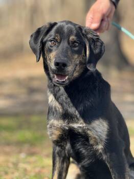 Rescue Mixed Breed Dogs for Adoption in Gradyville, Kentucky - Hendrix | PetCurious