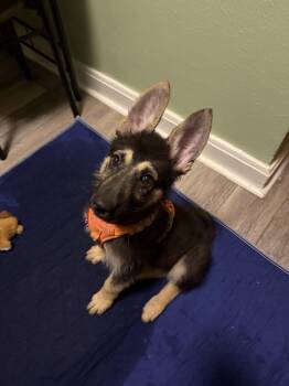 Thomas -  German Shepherd Dog Dog for Adoption in New Orleans, Louisiana - Thomas | PetCurious