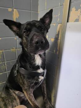 German Shepherd Dog and Shar Pei Dogs Available for Adoption - Zeke | PetCurious