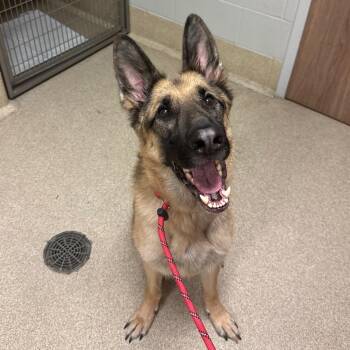 Cochise -  German Shepherd Dog Dog for Adoption in Bristol, Indiana - Cochise | PetCurious