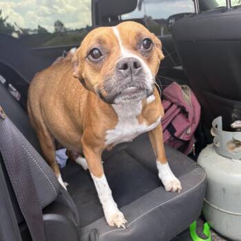Dolly -  Boxer and Mixed Breed Dog for Adoption in Springboro, Ohio - Dolly | PetCurious