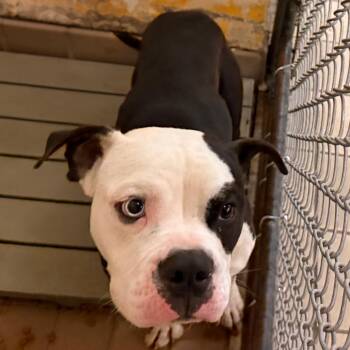Woody -  Boxer and Mixed Breed Dog for Adoption in Birmingham, Alabama - Woody | PetCurious