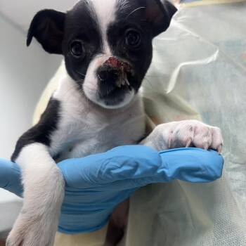 Omura -  Mixed Breed Dog for Adoption in Salt Lake City, Utah - Omura | PetCurious