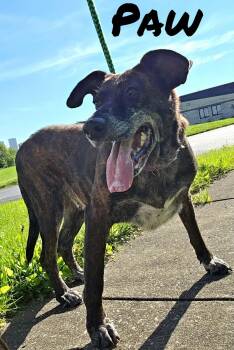 Paw -  Mixed Breed Dog for Adoption in Youngstown, Ohio - Paw | PetCurious