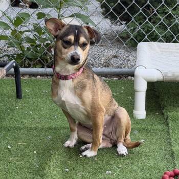 Dumpling -  Chiweenie Dog for Adoption in Wilmington, Ohio - Dumpling | PetCurious