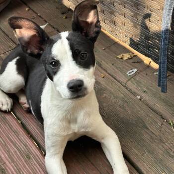 Rescue Boston Terrier Dogs for Adoption in Spring Hill, Tennessee - Rocket | PetCurious