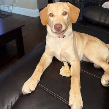 Lily -  Yellow Labrador Retriever and Golden Retriever Dog for Adoption in Springboro, Ohio - Lily | PetCurious