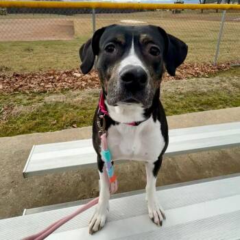 American Staffordshire Terrier Dogs Available for Adoption in Houston, Texas - Joy- Happy Toes | PetCurious
