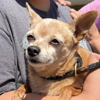 Chihuahua Dogs Available for Adoption in Ramona, California - Sharkesha | PetCurious