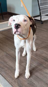 Dior -  Mixed Breed Dog for Adoption in Greencastle, Indiana - Dior | PetCurious