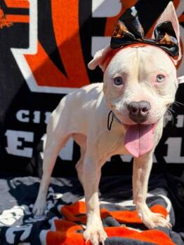Bali -  Mixed Breed Dog for Adoption in Cincinnati, Ohio - Bali | PetCurious
