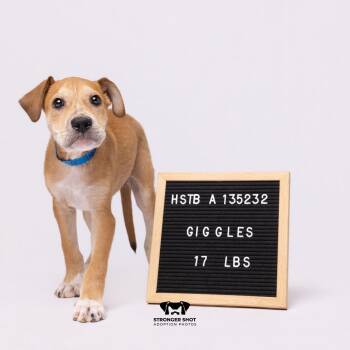 Giggles -  Hound and Mixed Breed Dog for Adoption in Tampa, Florida - Giggles | PetCurious