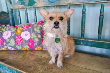 Cairn Terrier Dogs Available for Adoption - Frizzle | PetCurious