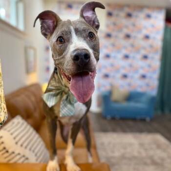 Pit Bull Terrier Dogs Available for Adoption in Friendswood, Texas - Cricket Couch Champ | PetCurious