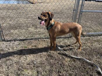 Redbone Coonhound Dogs Available for Adoption - Libby | PetCurious