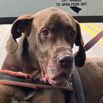 Rescue Great Dane Dogs for Adoption in Crossville, Tennessee - SCOOBY | PetCurious