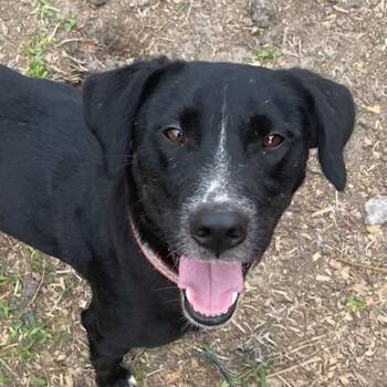 Zuri -  Labrador Retriever and German Shepherd Dog Dog for Adoption in Brookeville, Maryland - Zuri | PetCurious