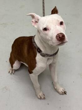 Mixed Breed Dogs Available for Adoption in Savannah, Georgia - Destiny | PetCurious