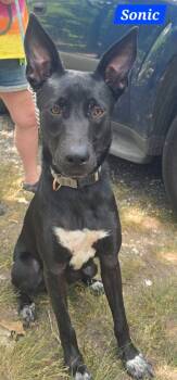 Sonic -  German Shepherd Dog Dog for Adoption in Alexander, Arkansas - Sonic | PetCurious