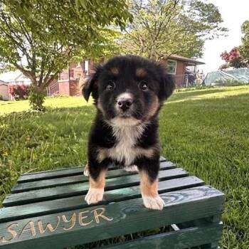 Australian Shepherd and Mixed Breed Dogs Available for Adoption in Irwin, Pennsylvania - Sawyer | PetCurious