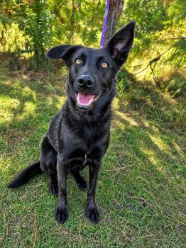 Rousseau -  Dutch Shepherd and Labrador Retriever Dog for Adoption in Foley, Alabama - Rousseau | PetCurious
