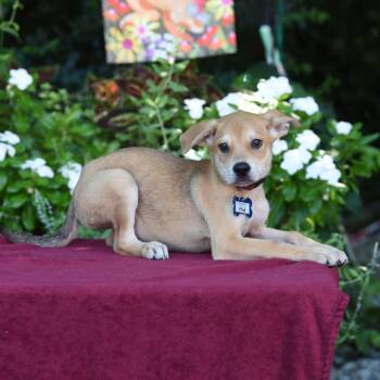 Fuji -  Labrador Retriever Dog for Adoption in Wake Forest, North Carolina - Fuji | PetCurious