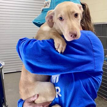 Mixed Breed Dogs Available for Adoption in Hamilton, Georgia - Butterscotch 0933 | PetCurious