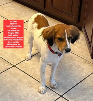 R -Dixie Lou -  Spaniel and Kooikerhoundje Dog for Adoption in Oviedo, Florida - R -Dixie Lou | PetCurious