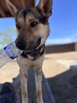 Finn -  German Shepherd Dog and Australian Kelpie Dog for Adoption in Incline Village, Nevada - Finn | PetCurious