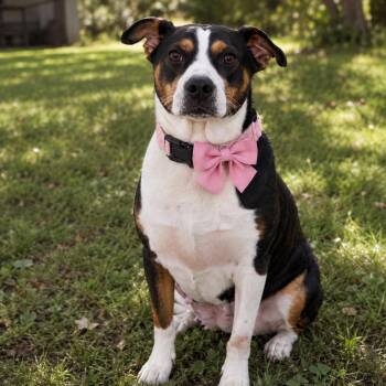 TOOTSIE GS -  Beagle and Bull Terrier Dog for Adoption in Lucas, Texas - TOOTSIE GS | PetCurious
