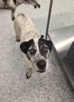 Terrier Dogs Available for Adoption in Athens, Tennessee - Bonnie | PetCurious