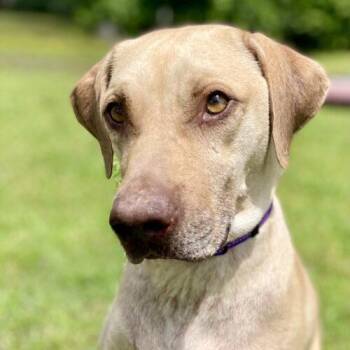 Sounder -  Weimaraner and Mixed Breed Dog for Adoption in Leesburg, Alabama - Sounder | PetCurious
