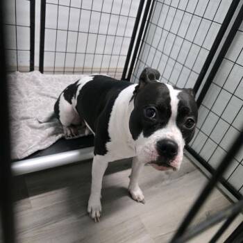 Derpy Dobby -  Pit Bull Terrier Dog for Adoption in St. Louis, Missouri - Derpy Dobby | PetCurious