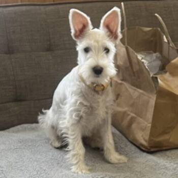 Miniature Schnauzer and Miniature Poodle Dogs Available for Adoption in Vienna, Ontario - Casper | PetCurious