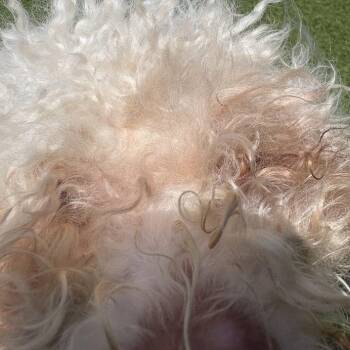 Apfel -  Mixed Breed Dog for Adoption in Pittsburgh, Pennsylvania - Apfel | PetCurious