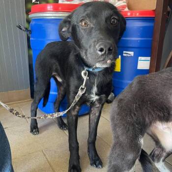 Merlin Stray Hold 10/27 -  Mixed Breed Dog for Adoption in Huntington, West Virginia - Merlin Stray Hold 10/27 | PetCurious