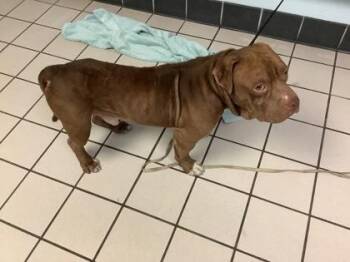 American Bulldog and Mixed Breed Dogs Available for Adoption - Tazz | PetCurious