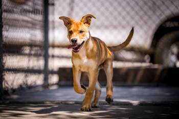 Labrador Retriever Dogs Available for Adoption in Twentynine Palms, California - Wes Anderson | PetCurious