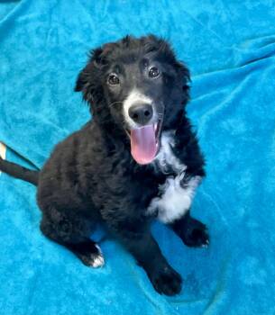 Beauty -  Bernadoodle Dog for Adoption in Lacon, Illinois - Beauty | PetCurious