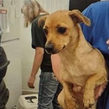 Evie -  Chihuahua and Yorkshire Terrier Dog for Adoption in Normal, Illinois - Evie | PetCurious