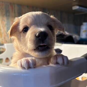 Mixed Breed Dogs Available for Adoption - Lee | PetCurious