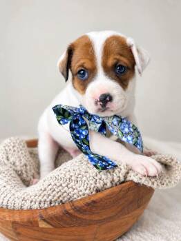 Buford -  Beagle and Treeing Walker Coonhound Dog for Adoption in Nahunta, Georgia - Buford | PetCurious