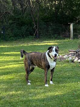 Rescue Shepherd and American Staffordshire Terrier Dogs for Adoption in Crystal Lake, Illinois - Rocky | PetCurious